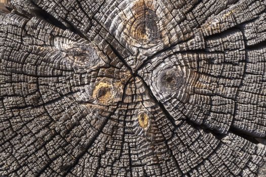 Tree rings old weathered wood texture with the cross section of a cut log showing the concentric annual growth rings as a flat nature background