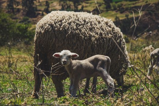 A small sheep and its mother among the bushes