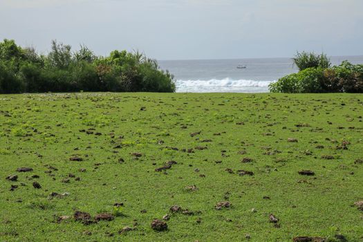 Green pasture with many cow shit at Nyang Nyang beach on Bali island, Indonesia. Green meadow off the coast of the Indian Ocean. In the background the sea with high waves breaking off the coast.