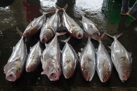 Freshly caught Greater Amberjack fish for sale at a fish market in Taiwan
