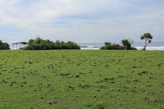 Green pasture with many cow shit at Nyang Nyang beach on Bali island, Indonesia. Green meadow off the coast of the Indian Ocean. In the background the sea with high waves breaking off the coast.