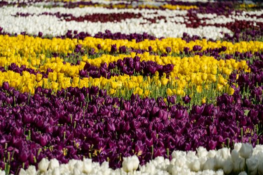 Multicolor tulips garden, fresh spring flowers.