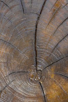 old tree cut texture