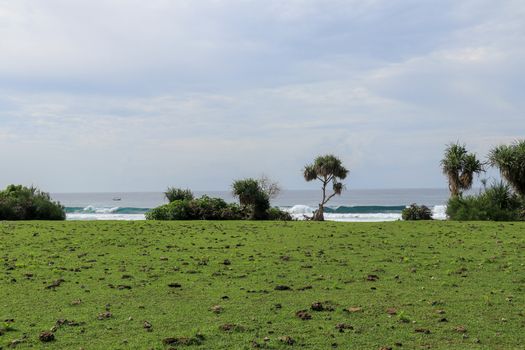 Green pasture with many cow shit at Nyang Nyang beach on Bali island, Indonesia. Green meadow off the coast of the Indian Ocean. In the background the sea with high waves breaking off the coast.
