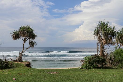 Green pasture with many cow shit at Nyang Nyang beach on Bali island, Indonesia. Green meadow off the coast of the Indian Ocean. In the background the sea with high waves breaking off the coast.