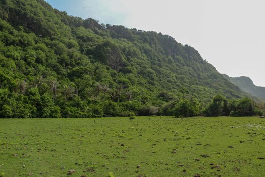 A high cliff off the coast of the Indian Ocean on Bali Island overgrown with dense tropical vegetation. Rainforest at Nyang Nyang beach in Indonesia. Coconut palms lining the foot of a steep slope.
