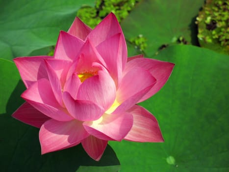 -- in Asia this flower is also a symbol for Buddhism
