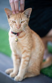 Woman hand scratching an orange cat.