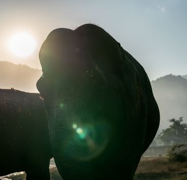 Silhouette an elephant with trees, mountains and sky.