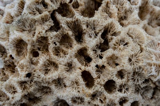 White coral texture macro photo. Dry sea coral structure closeup.