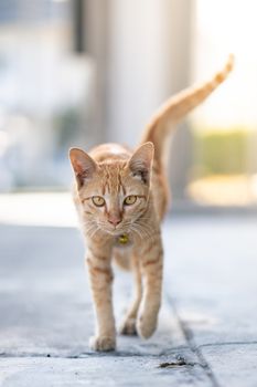 Orange cat walking towards camera.