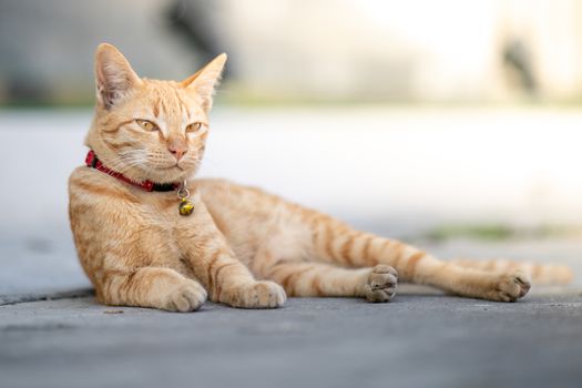 Yellow cat lies down on one's side, eyes half closed.