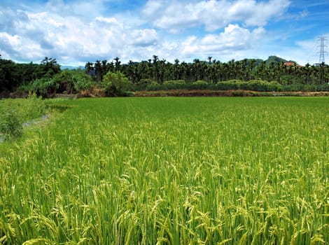 A green ricefield against a background of palm trees in Taiwan
