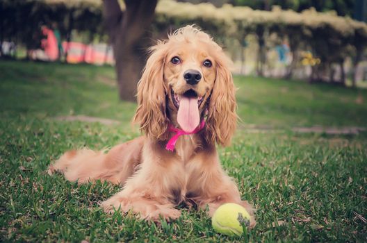 English Cocker Spaniel dog posing with a smile for the camera