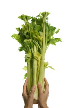 Women hand with fresh celery on white background. isolate