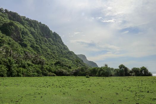 A high cliff off the coast of the Indian Ocean on Bali Island overgrown with dense tropical vegetation. Rainforest at Nyang Nyang beach in Indonesia. Coconut palms lining the foot of a steep slope.