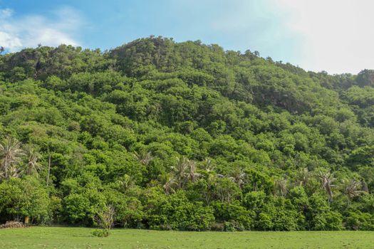 A high cliff off the coast of the Indian Ocean on Bali Island overgrown with dense tropical vegetation. Rainforest at Nyang Nyang beach in Indonesia. Coconut palms lining the foot of a steep slope.