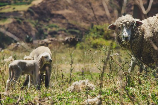 A small sheep and its mother among the bushes