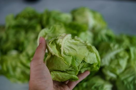 Human hand touching fresh salad butterhead lettuce.
