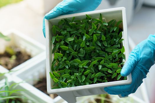 Pepper Seedlings, young foliage of pepper in white pot.