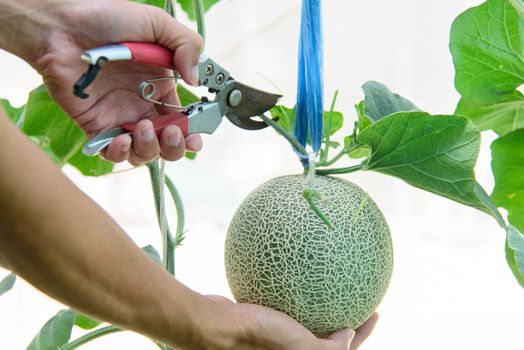 The man Harvesting melon from farm