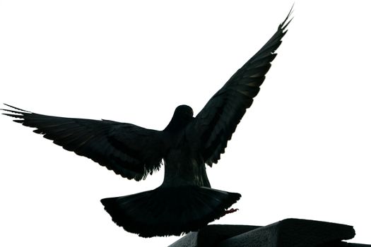 Silhouette flying pigeon bird in the sky. isolated