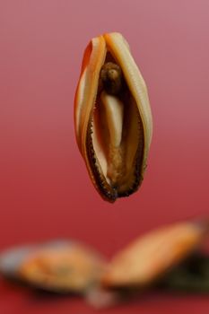 Mussels on a red background