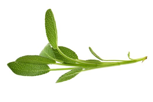 Sage plant isolated on a white background.