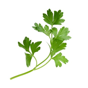 parsley fresh herb isolated on a white background.