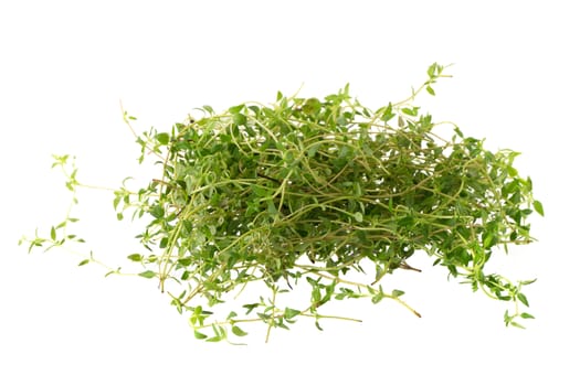 Thyme fresh herb isolated on white background.