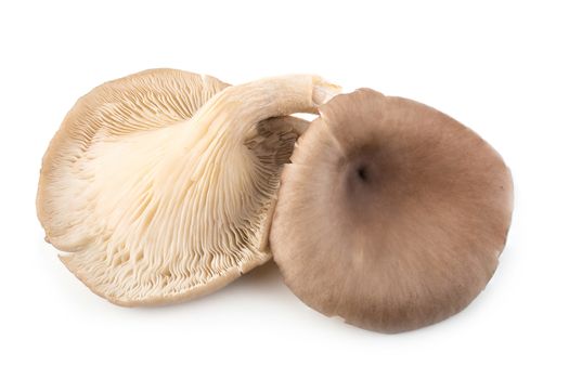 Oyster mushrooms isolated on a white background