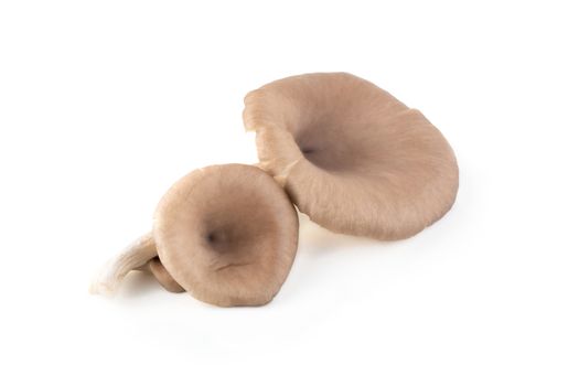 Oyster mushrooms isolated on a white background