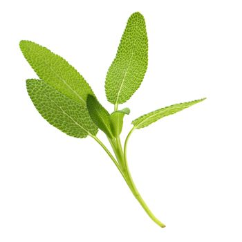 Sage plant isolated on a white background.