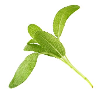 Sage plant isolated on a white background.