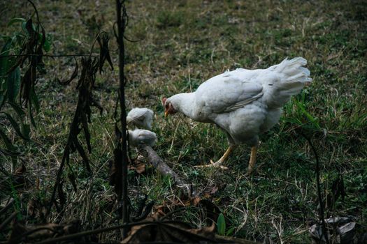 A hen with her chicks walking on the farm