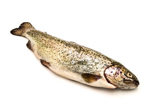 A fario trout on a white background