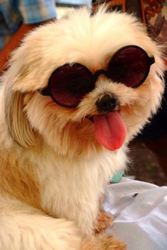 Dog wearing glasses