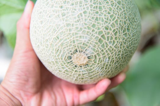 The bottom of green melon