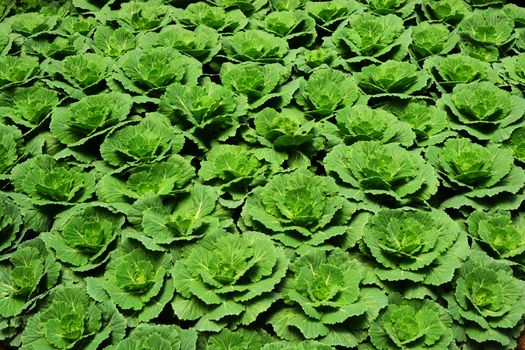 Fresh Green Cabbage In Agriculture Plantation