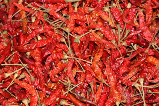 Lot of dried chili as a food background