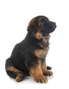 puppy german shepherd in front of white background