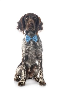 Small Munsterlander in front of white background