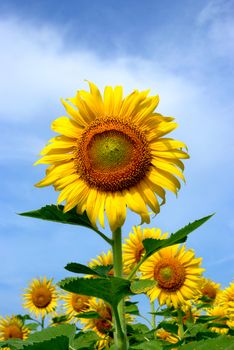 Close up of the sunflower. The common sunflower ( helianthus annuus), is an annual species of sunflower grown as a crop for its edible oil and edible fruits. Sunflower is also used as bird food, as livestock forage and in some industrial applications.