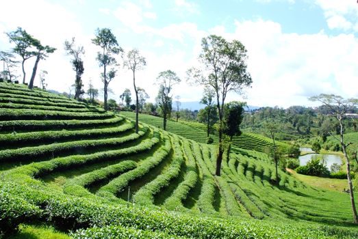 Tea Plantation Landscape