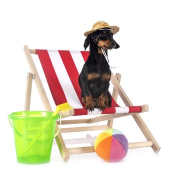 black and tan Dachshund in front of white background