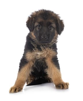 puppy german shepherd in front of white background