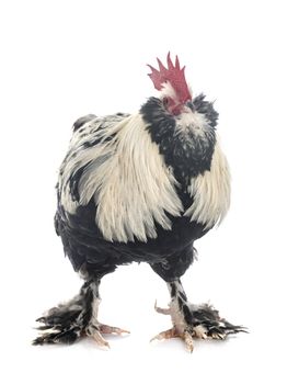 Faverolles rooster in front of white background