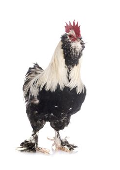 Faverolles  rooster in front of white background