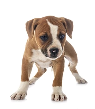 puppy american bulldog in front of white background