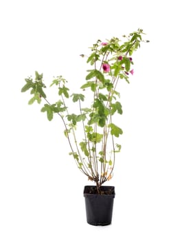 Anisodontea El Rayo in front of white background